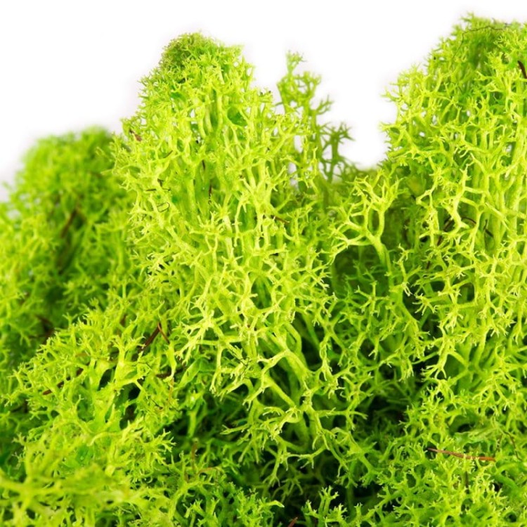 mech chrobotek naturalny do dekoracji wielkanoc.jpg